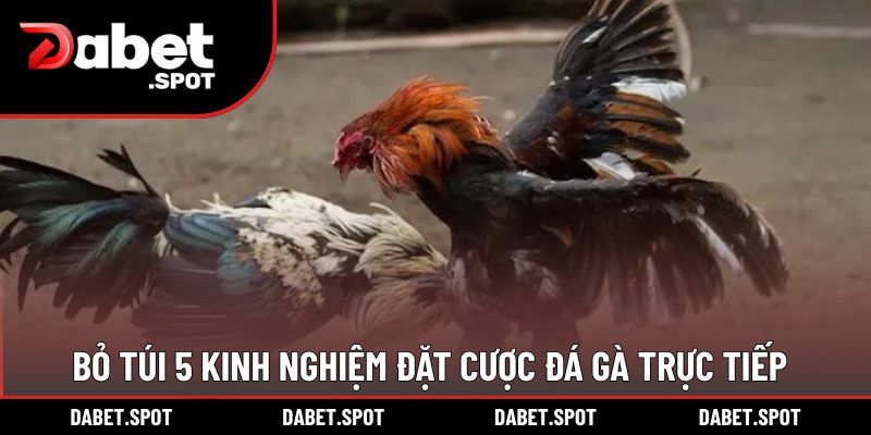 Bỏ túi 5 kinh nghiệm đặt cược đá gà trực tiếp