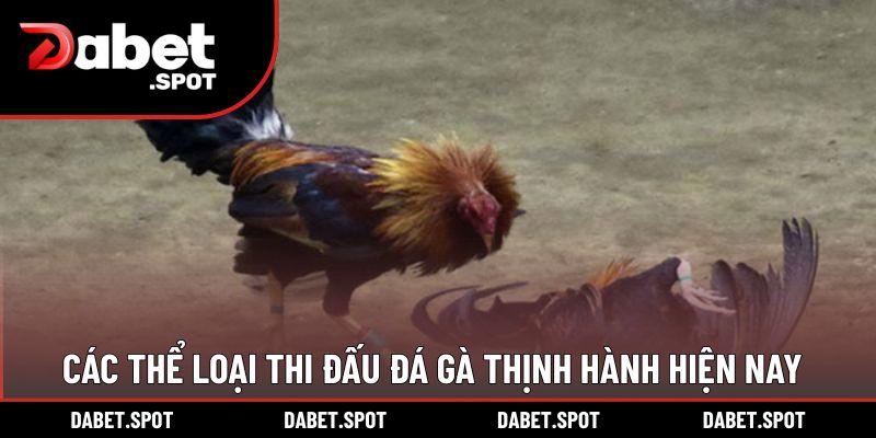 Các thể loại thi đấu đá gà thịnh hành hiện nay