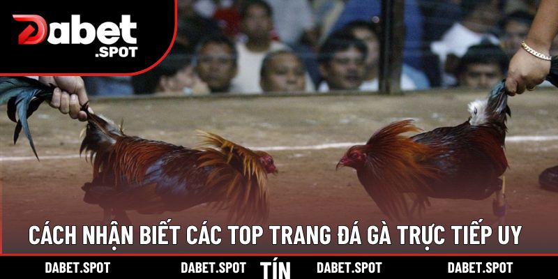 Cách nhận biết các top trang đá gà trực tiếp uy tín