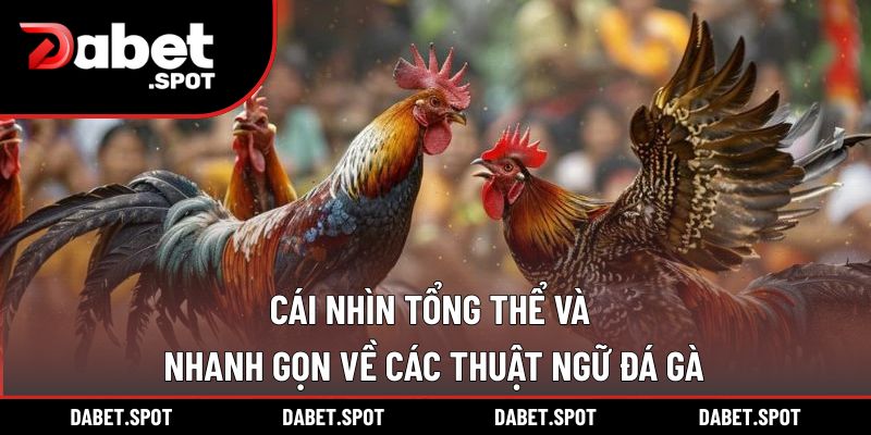 Cái nhìn tổng thể và nhanh gọn về các thuật ngữ đá gà