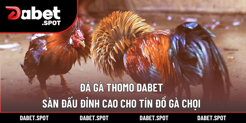 Đá Gà Thomo DABET – Sàn Đấu Đỉnh Cao Cho Tín Đồ Gà Chọi