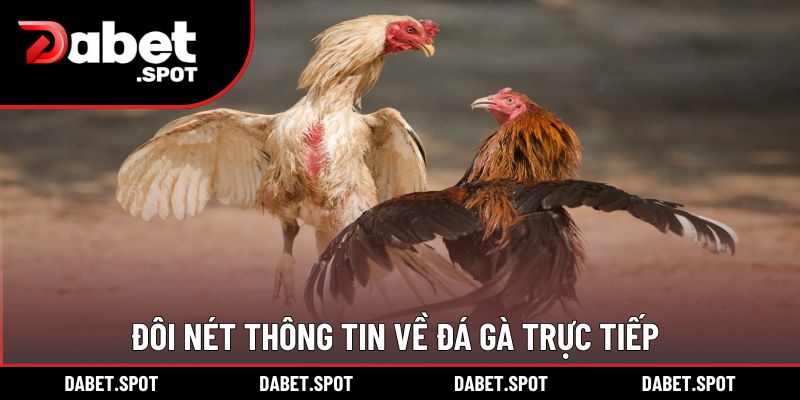 Đôi nét thông tin về đá gà trực tiếp