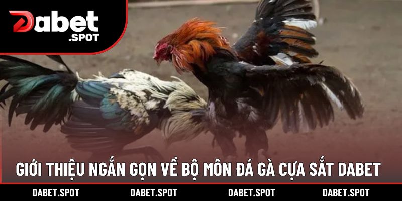 Giới thiệu ngắn gọn về bộ môn đá gà cựa sắt DABET