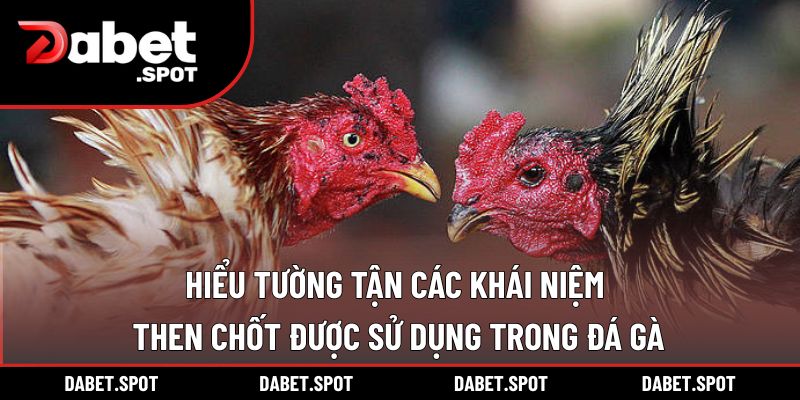 Hiểu tường tận các khái niệm then chốt được sử dụng trong đá gà