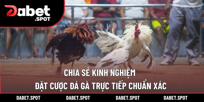 Chia Sẻ Kinh Nghiệm Đặt Cược Đá Gà Trực Tiếp Chuẩn Xác