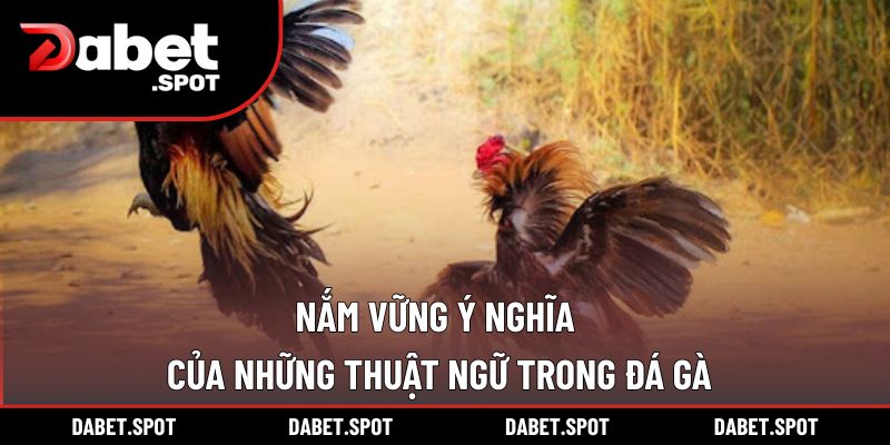 Nắm vững ý nghĩa của những thuật ngữ trong đá gà