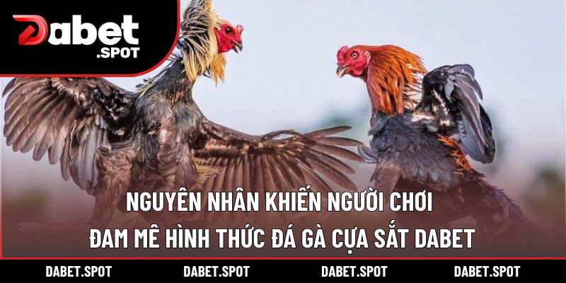 Nguyên nhân khiến người chơi đam mê hình thức đá gà cựa sắt DABET
