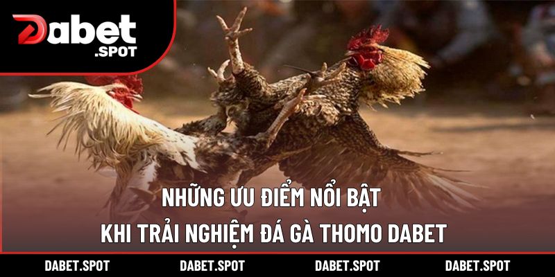 Những ưu điểm nổi bật khi trải nghiệm Đá gà Thomo DABET
