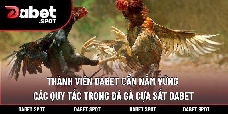 Thành viên DABET cần nắm vững các quy tắc trong đá gà cựa sắt DABET