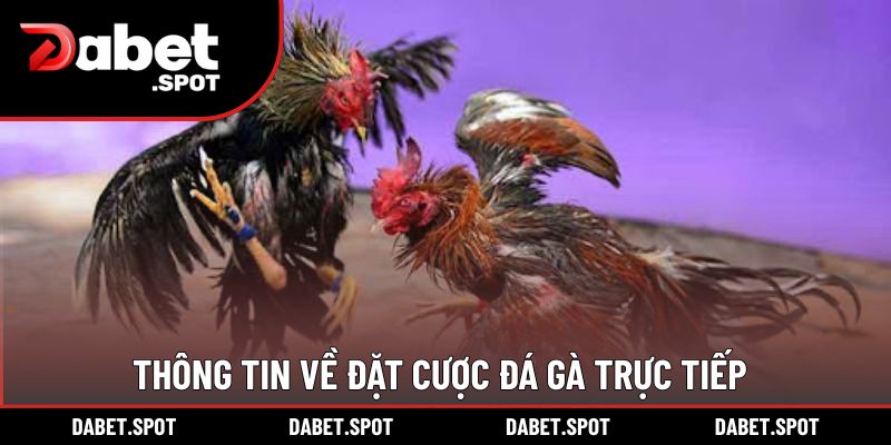 Thông tin về đặt cược đá gà trực tiếp