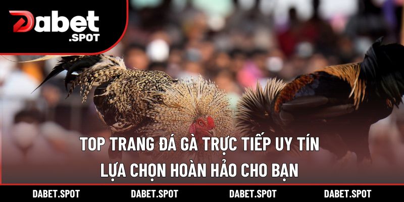 Top Trang Đá Gà Trực Tiếp Uy Tín – Lựa Chọn Hoàn Hảo Cho Bạn
